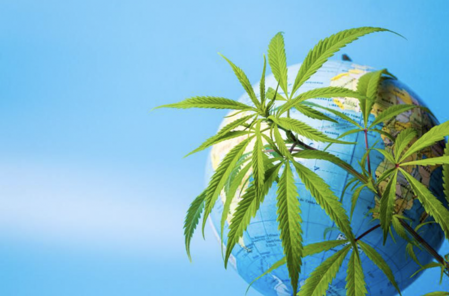 International cannabis market
