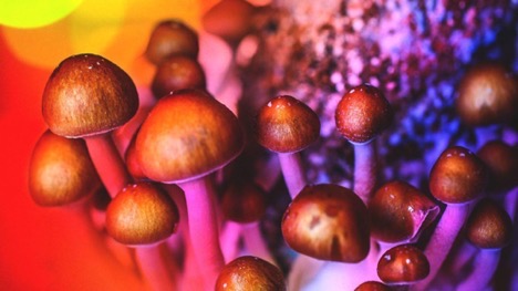 Opportunities in the Psilocybin Industry