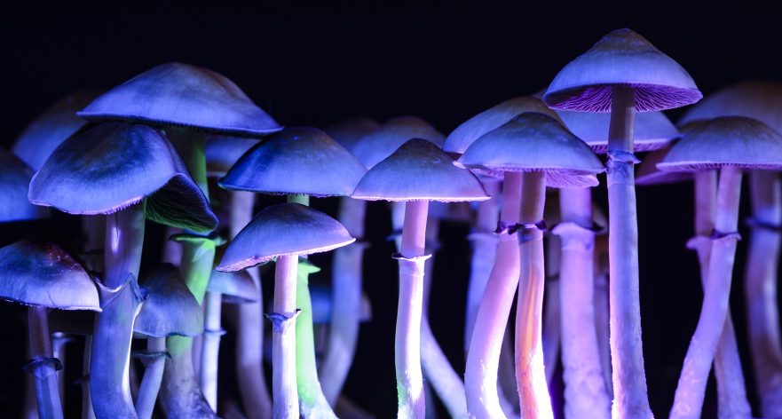 The Future of Psilocybin Pt. 1