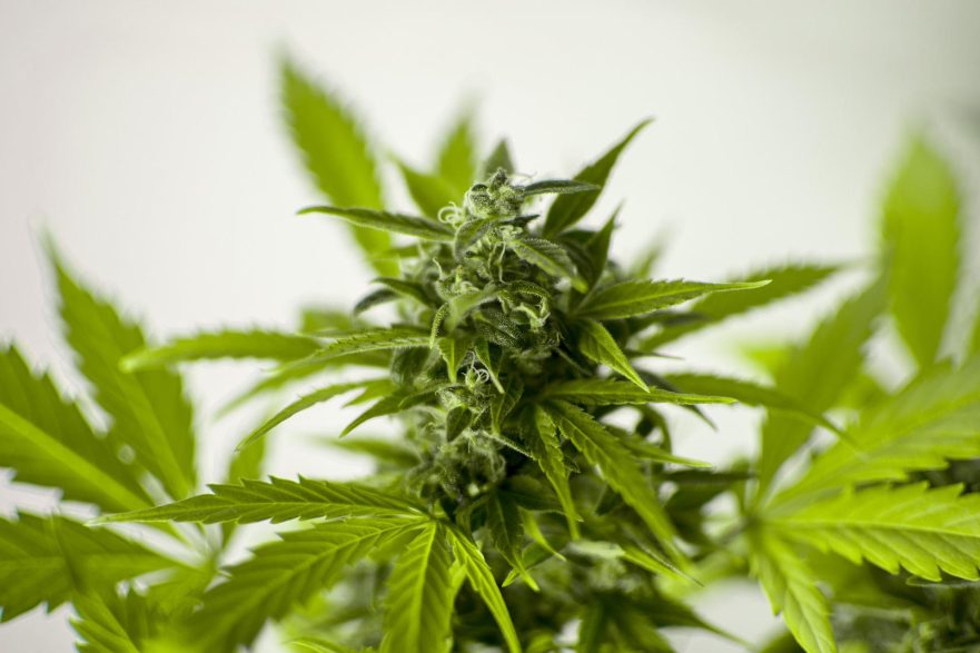 Mississippi Cannabis Update