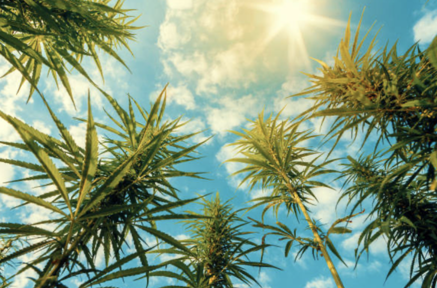 Florida Cannabis Legalization