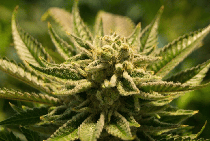Comparing New York and New Jersey Cannabis Laws Blog